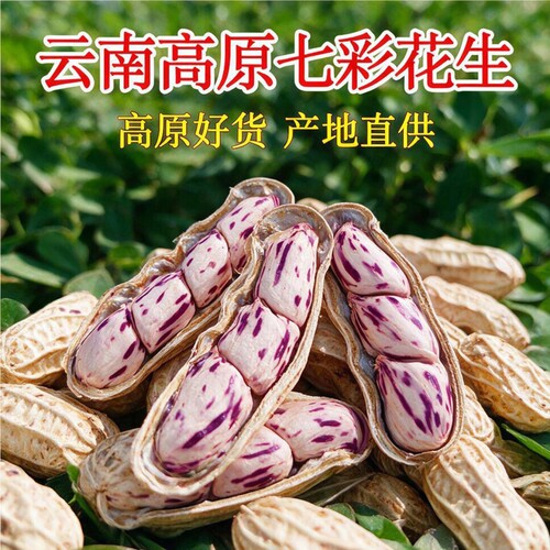 五彩花生云南七彩新货特产种籽新鲜花生米咸干原味健康果仁特色