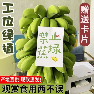 整串禁止蕉绿水培香蕉拒绝焦虑办公室芭蕉桌面静止焦绿苹果香蕉