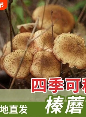 新品热销!【榛蘑种子】农友推荐正宗食用菌室内外种植-FZN