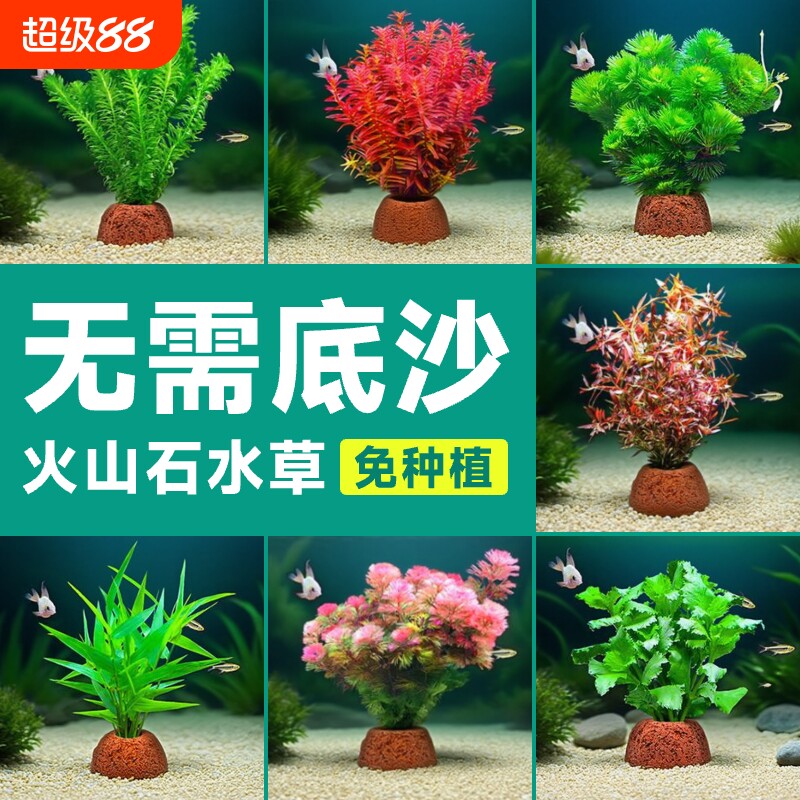 火山石水草植物鱼缸造景水培阴性蜈蚣草绿菊真草摆件水族箱全套餐