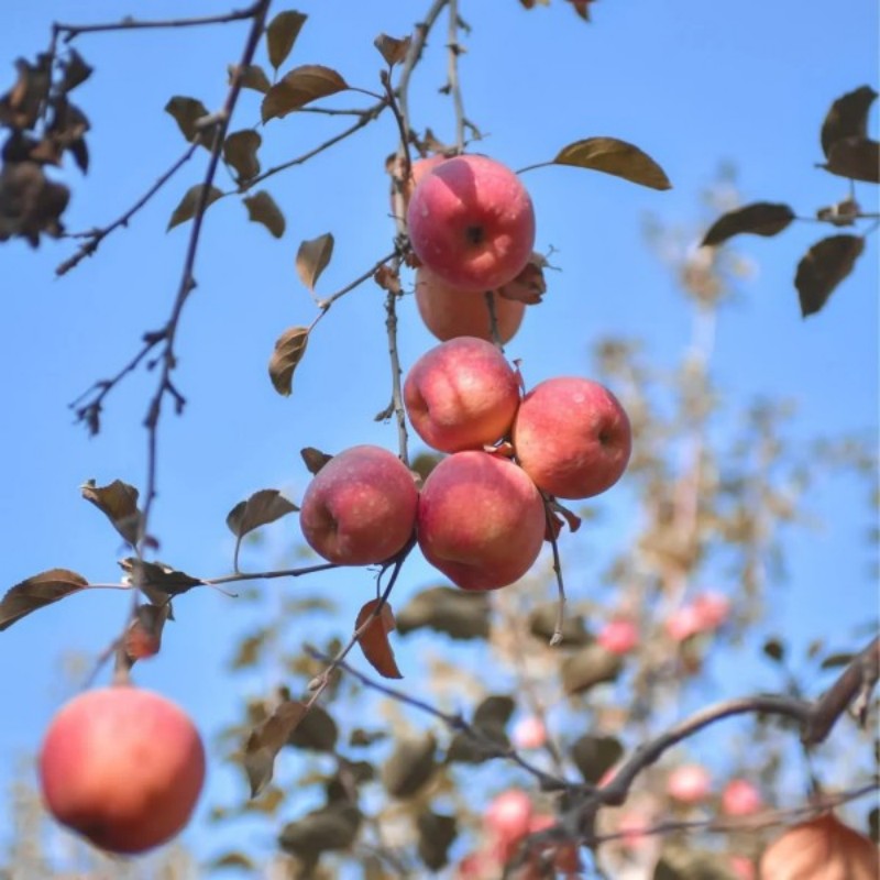 新疆阿克苏苹果 6斤礼盒装 脆甜多汁