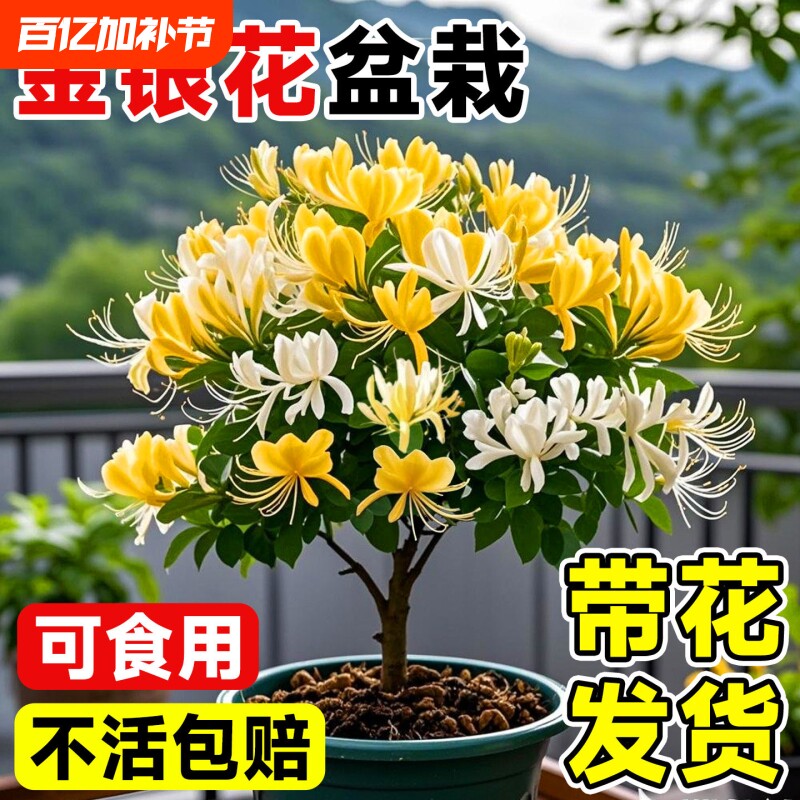 金银花树苗可食用花苞盆栽绿植泡茶菊花阳台庭院爬藤植物老桩