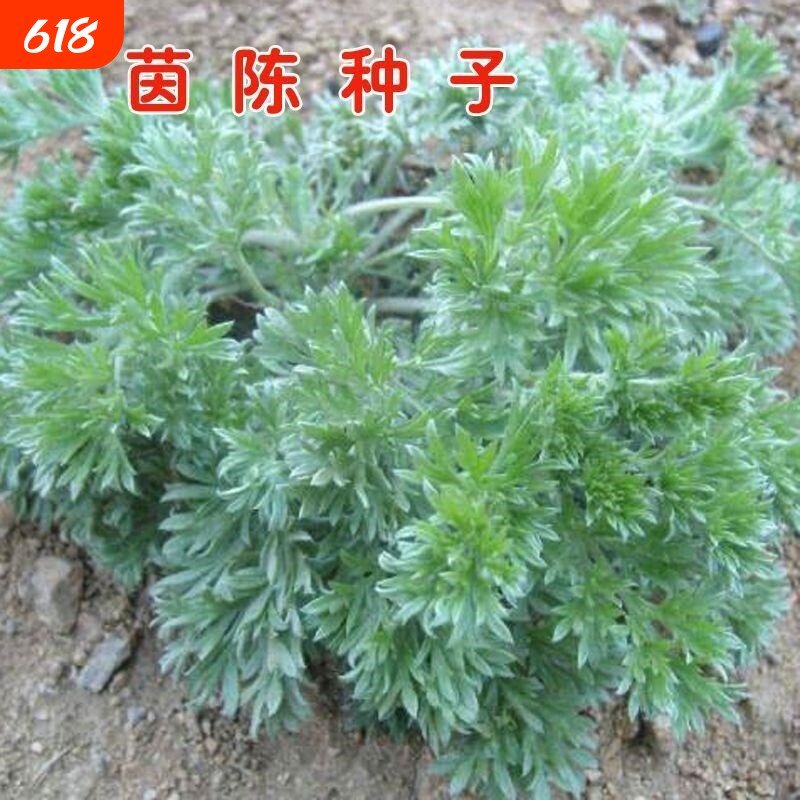 中药材茵陈种子多年生陈蒿因尘因陈茵藤蒿绵茵野菜 白蒿种籽