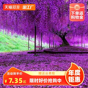紫藤花树苗爬藤植物花卉庭院围墙四季开花蔓藤紫藤萝花苗盆栽重瓣