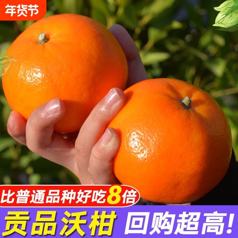 广西沃柑现摘现发高山砂糖橘当季新鲜橘子时令孕妇水果纯甜蜜柑橘,水产肉类/新鲜蔬果/熟食,桔子,淘宝优惠券,粉丝福利购,淘宝优惠卷