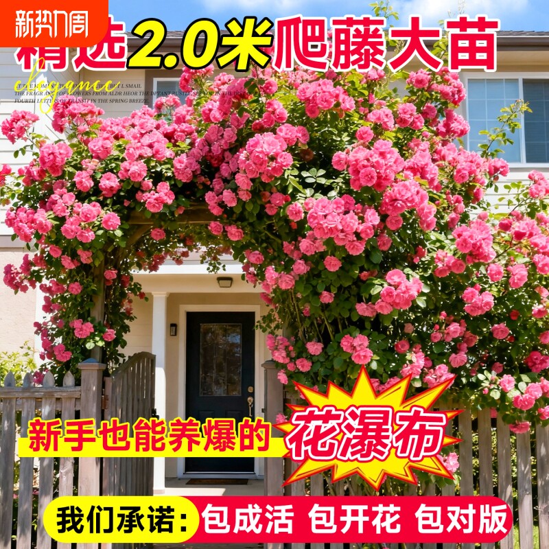 红木香花苗爬藤植物蔷薇黄白木香花树苗庭院大苗盆栽花卉木香盆景