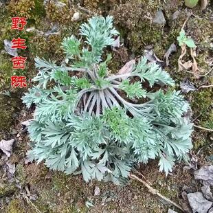 2026年野生白蒿当季时令野菜茵陈蔬菜