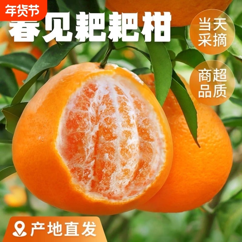 四川春见耙耙柑时令新鲜水果当季整箱正宗丑柑橘子桔子粑粑柑包邮,水产肉类/新鲜蔬果/熟食,桔子,淘宝优惠券,粉丝福利购,淘宝优惠卷