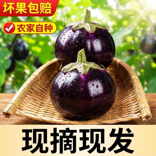 新鲜现摘圆茄子时令蔬菜