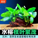 沉木水榕水草植物鱼缸造景装 饰懒人莫斯阴性增氧净水屋大叶好养