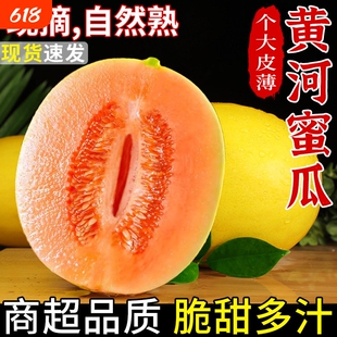陕西黄河蜜甜瓜哈密瓜当季新鲜水果沙漠黄金蜜瓜脆甜香瓜正宗整箱
