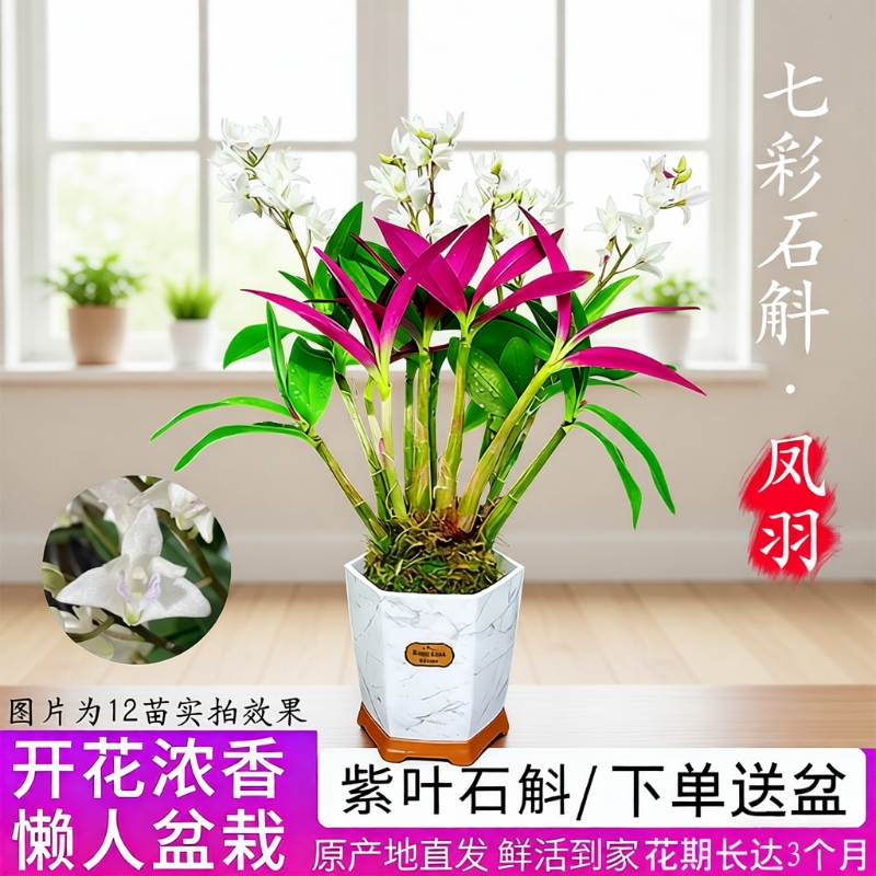 七彩香水凤羽石斛兰花室内净化空气水培开花盆栽花卉带花泼墨好养