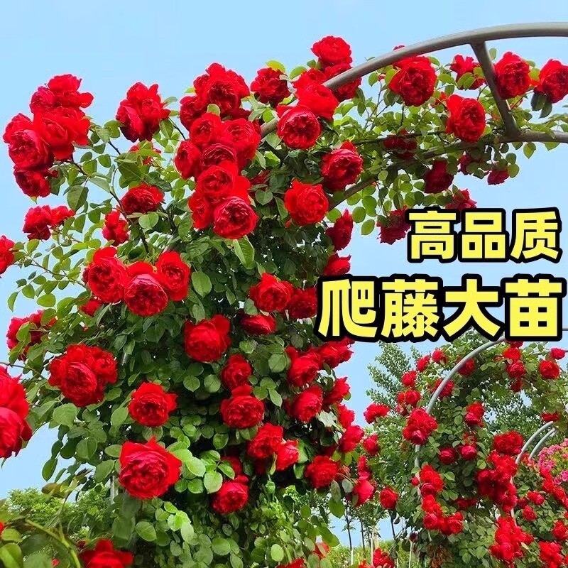2米高蔷薇花苗藤本月季爬藤植物阳台四季开花卉盆栽庭院爬墙玫瑰