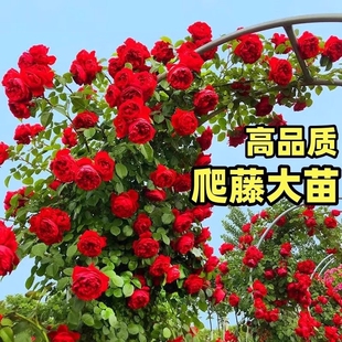 2米高蔷薇花苗藤本月季爬藤植物阳台四季开花卉盆栽庭院爬墙玫瑰
