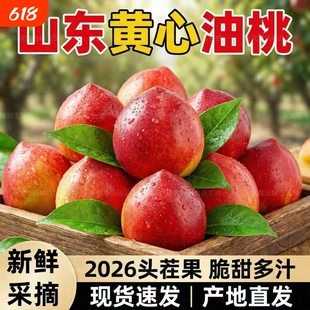 山东麻点油桃新鲜采摘多汁当季水果桃子产地直发优选脆甜大果