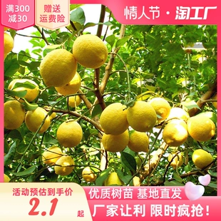 香水柠檬树盆栽可食用绿植老桩苗花卉植物室内花阳台四季 好养易活