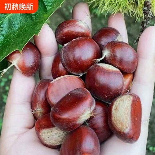 正宗迁西板栗油栗毛栗坏果包赔