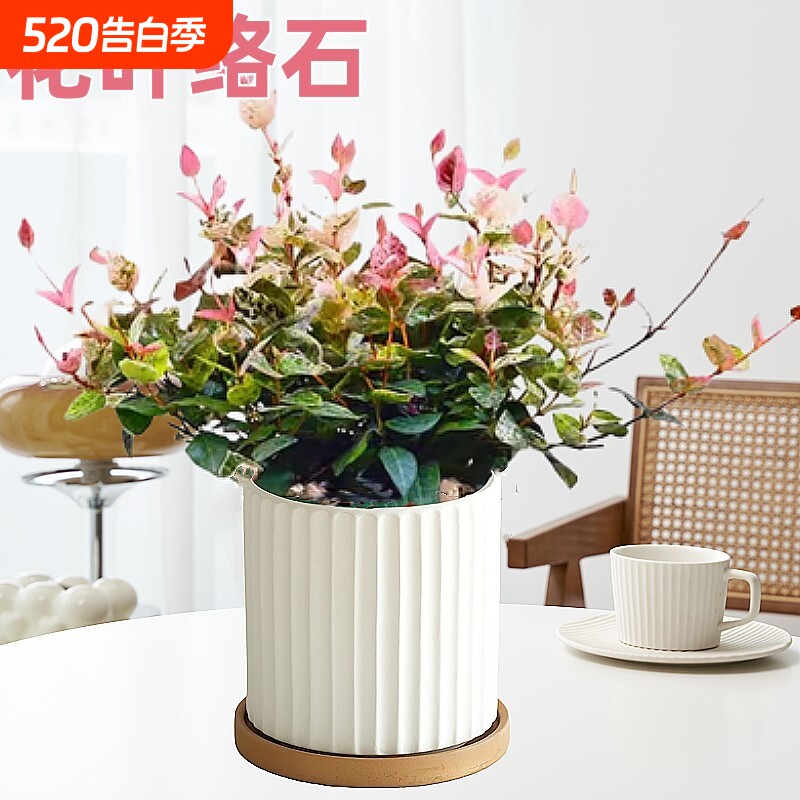 花叶络石四季花卉盆栽彩络叶吊篮阳台爬藤苗绿植植物垂吊郁金香