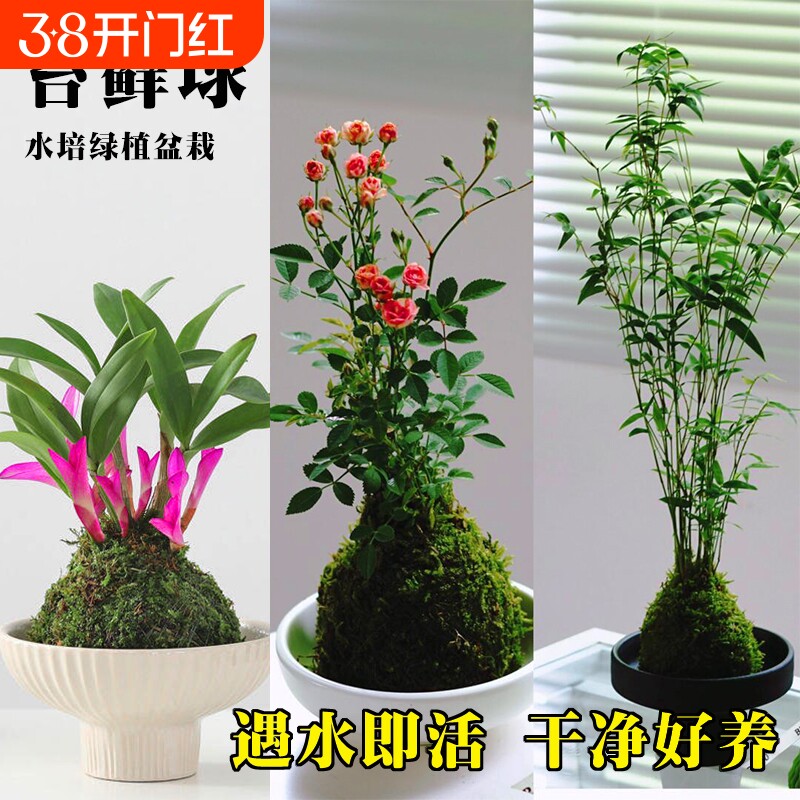 水培七彩石斛兰米竹苔藓球带花姬月季盆栽懒人好养绿植室内花卉