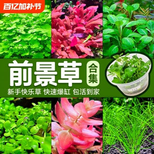 前景草爬地矮珍珠鱼缸水草植物真草活阴性无菌杯牛毛草坪造景趴地