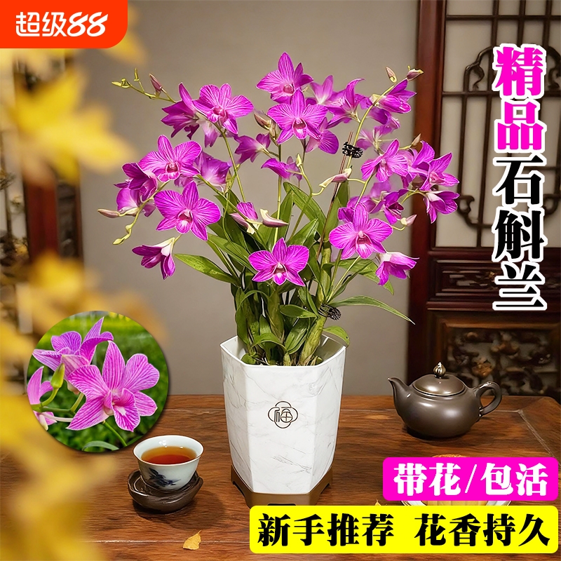 基地直发带花秋石斛粉蝶泼墨兰花苗室内好养浓香可水培花卉盆栽