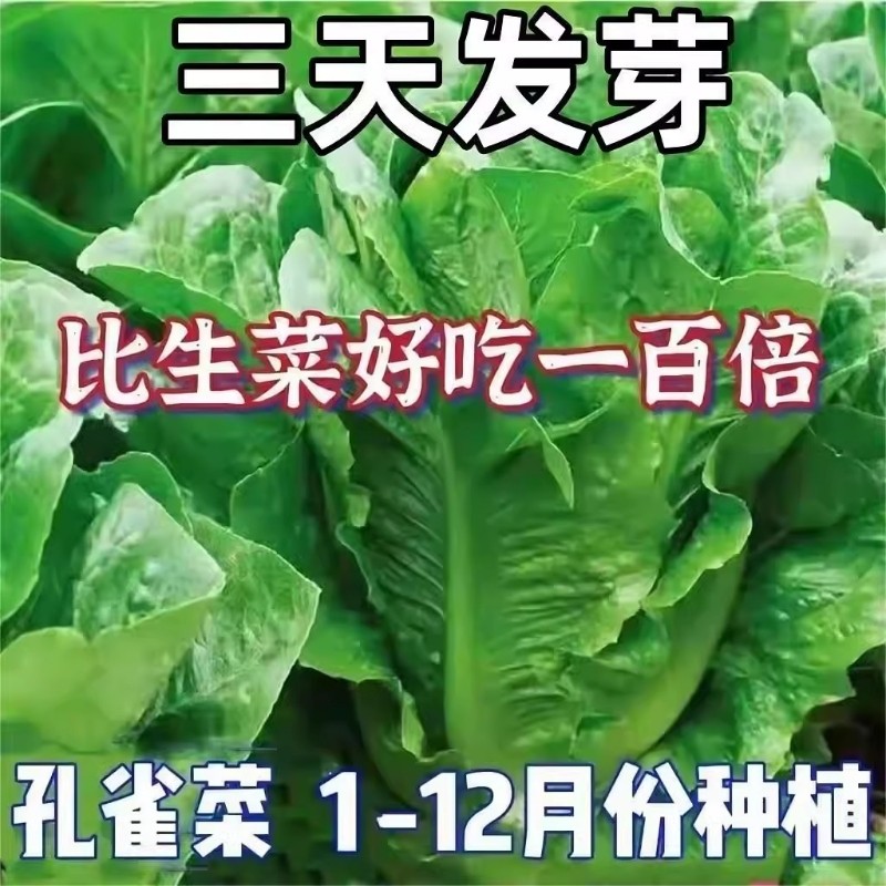 孔雀菜种子四季种籽大全生菜罗马沙拉奶油紫叶种孑阳台盆栽蔬菜种