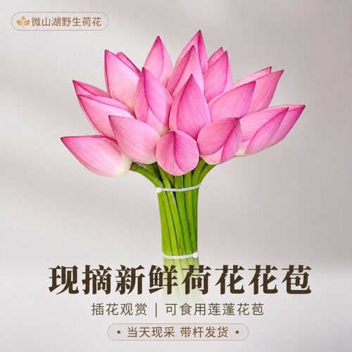 荷花带杆苞莲花莲蓬切花供佛鲜花