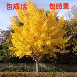 金叶银杏树苗白果活苗庭院别墅绿化苗木行道树银杏大树南北方种植