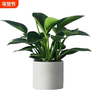 大盆金钻绿公主盆栽带花苞水培办公室内绿植大型大叶植物去除甲醛