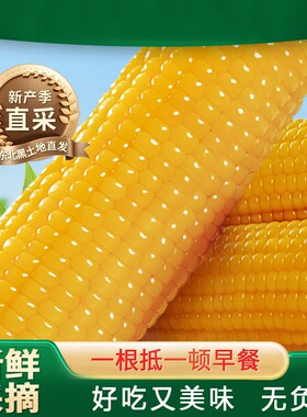 新东北黄糯玉米棒10根苞米真空黏玉米棒黄糯玉米新鲜早餐代餐大棒