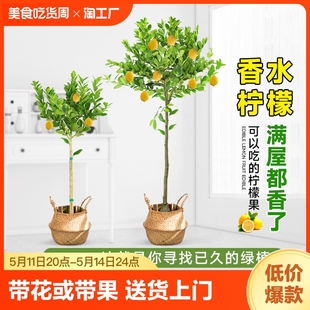 开花植物好养水培庭院 香水柠檬树盆栽绿植大型室内客厅阳台四季