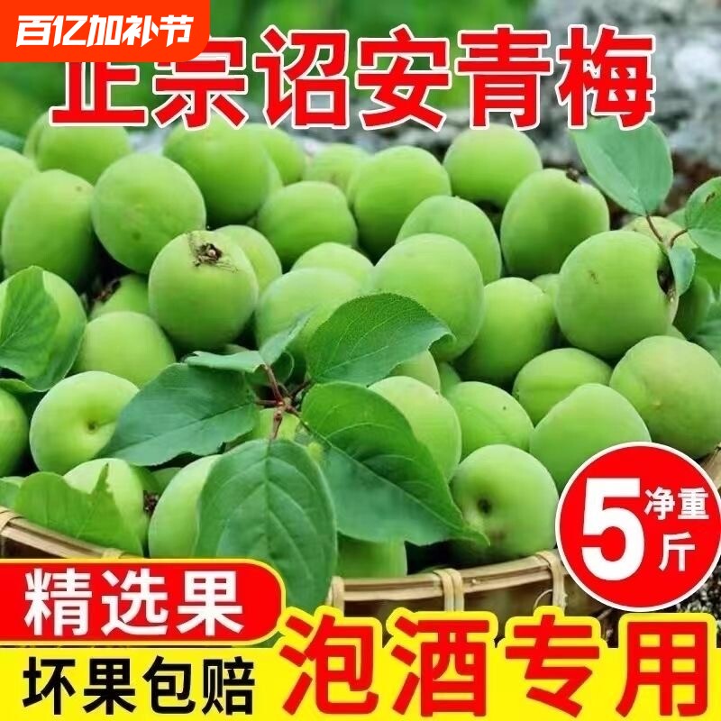 青梅鲜果新鲜青梅酸梅子泡青梅酒酵素果醋正宗云南高山现摘水果梅