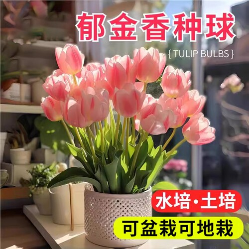 郁金香种球水培花卉土培盆栽绿植