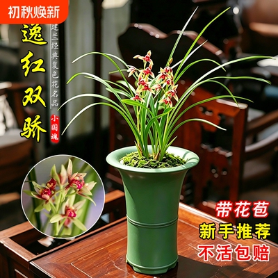 建兰小国魂带花苞逸红兰花苗室内好养浓香盆栽花卉绿植物水培客厅