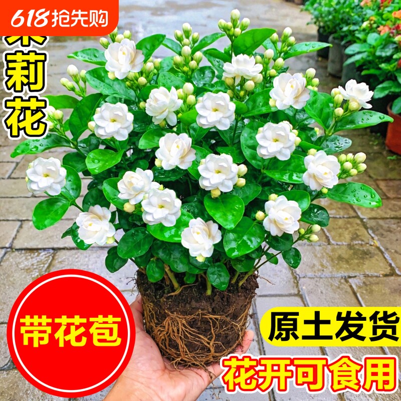 茉莉花盆栽带花苞栀子花室内水培鲜花苗阳台浓香花卉绿植物九里香