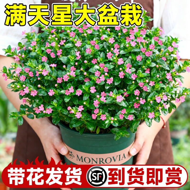 满天星盆栽带花绿植四季开花秋季种花种子植物室内好养花卉适合的图片