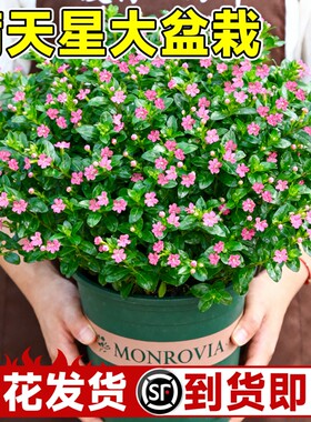 满天星盆栽四季开花秋季种花种子植物室内好养花卉绿植带花适合的