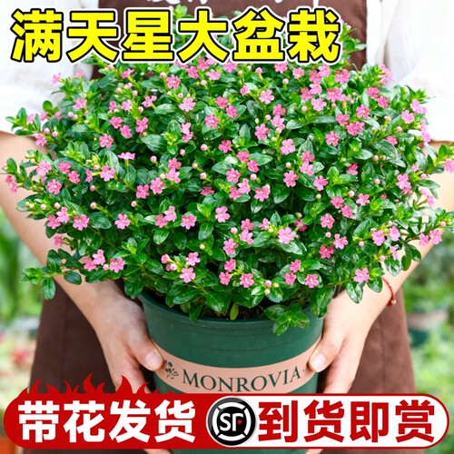 满天星盆栽秋季适合种的花种子植物室内好养四季花卉绿植开花带花