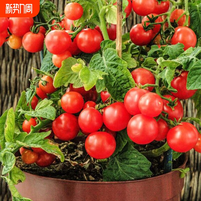 番茄种子四季易活庭院阳台水果蔬菜植物盆栽樱桃西红柿圣女果果苗