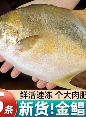 特大号金鲳鱼新鲜活冷冻金昌鱼深海鲳鱼平鱼海鲜水产批发鱼肉配送