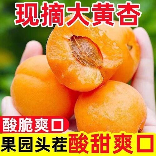 山西头茬金太阳大黄杏应季水果酸甜肉厚多汁爽口孕妇可吃整箱包邮