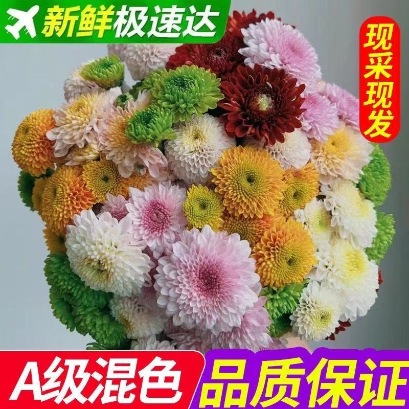 小雏菊纽扣菊多头云南鲜花基地直发鲜切花材家庭水养花束花束搭配