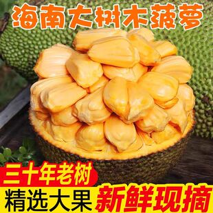 海南菠萝蜜新鲜水果当季现货整箱黄肉木菠萝大果大树果肉热带香甜