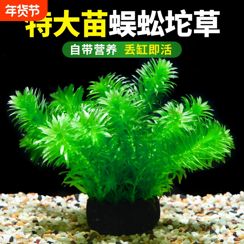 蜈蚣草水草植物坨草鱼缸造景中后景装饰淡水阴性净水增氧绿菊大坨