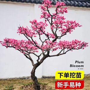 梅花树苗庭院盆栽室外耐寒冬梅红梅腊梅浓香地栽盆景四季花卉植物