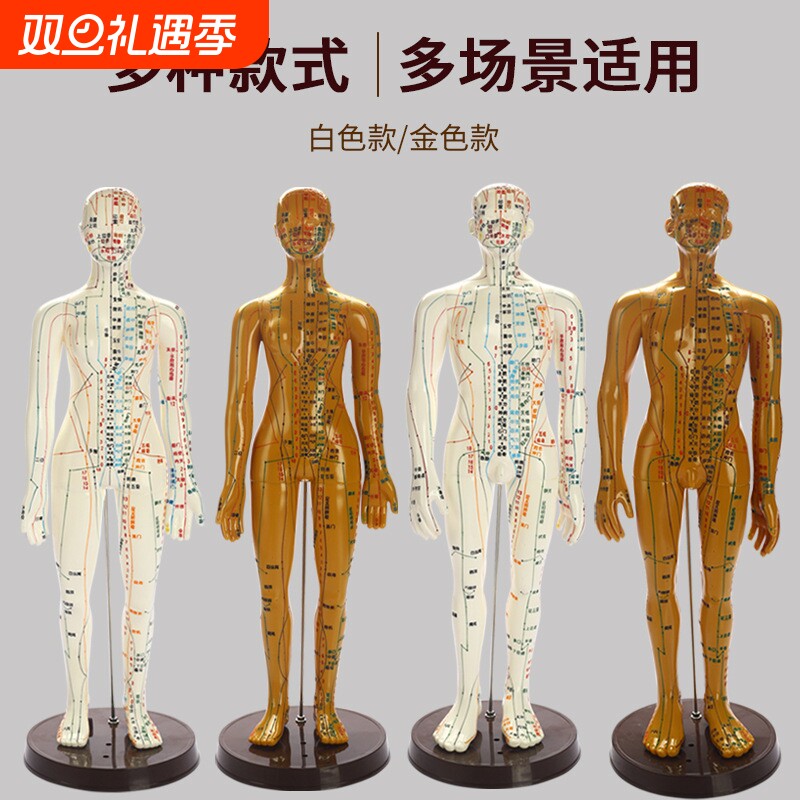 14色彩色字厂家直销人体经络穴位模型中医针灸教学模特男女全按摩全身可扎针仿真练习推拿