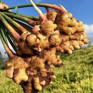 正宗云南新鲜小黄姜生姜干老姜嫩姜土姜子姜现挖高山沙姜