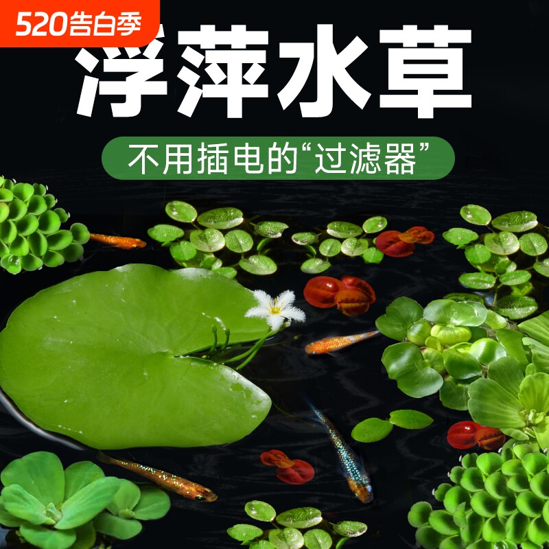 浮萍真水草水葫芦水芙蓉植物鱼缸水培古法养鱼造景生态缸好养水质
