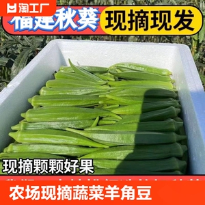 (农场现摘现卖)秋葵新鲜蔬菜鲜嫩当季黄秋葵羊角豆整箱冷链包邮