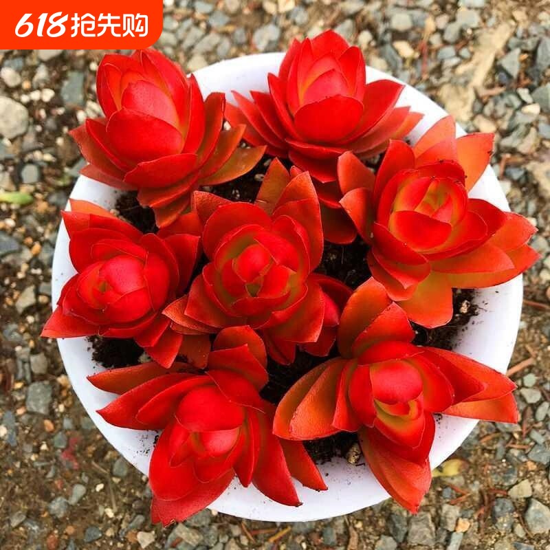 鸿运当头火玫瑰老桩多头多肉植物室内绿植小盆栽花卉宿舍带盆小苗